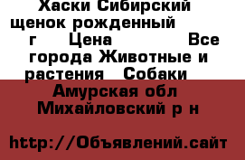 Хаски Сибирский (щенок рожденный 20.03.2017г.) › Цена ­ 25 000 - Все города Животные и растения » Собаки   . Амурская обл.,Михайловский р-н